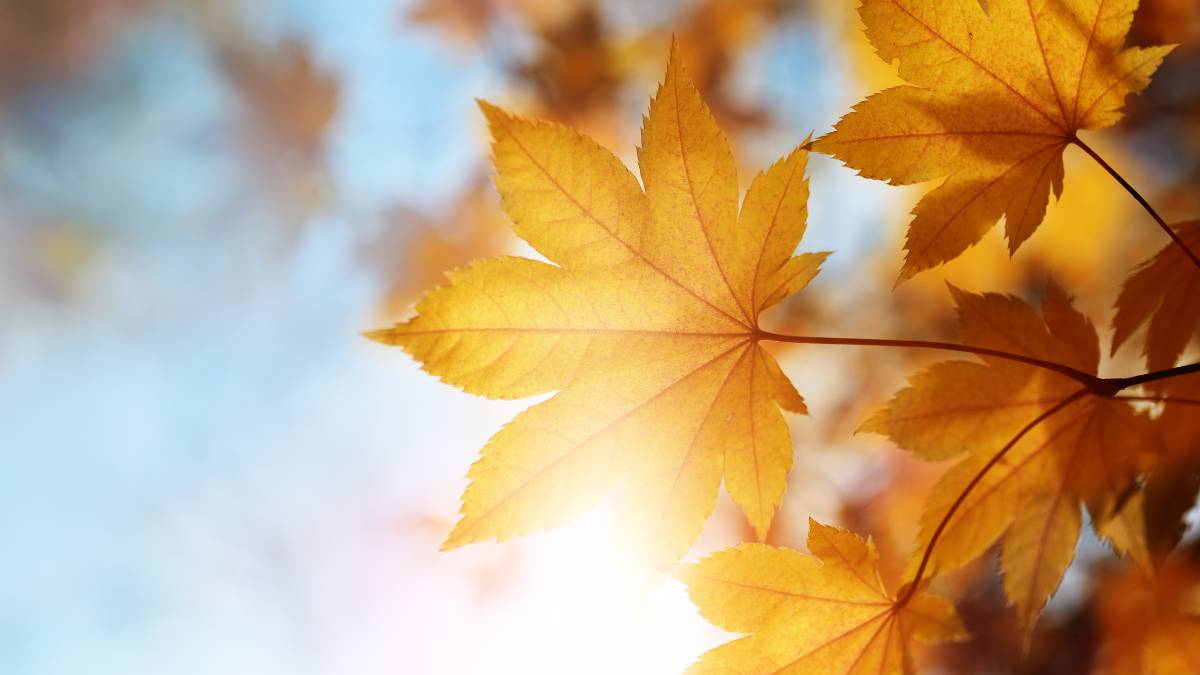 Autumn leaf in the sunlight.